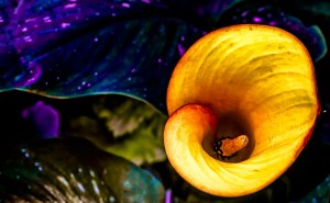 Funnel - Zantedeschia Abstract