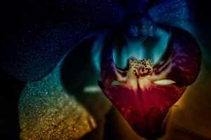 Glitter-Galaxy - Abstract Moth Orchid