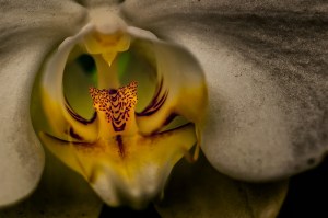 Raptor - Abstract Moth Orchid