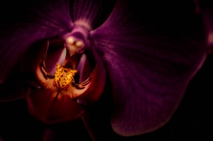 Seduction - Abstract Moth Orchid