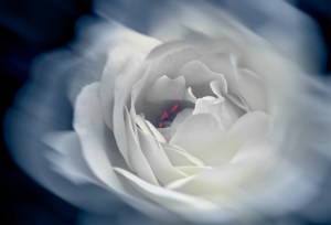 Rosaceae: Blue Shift