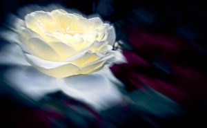 Rosaceae: Ghost Blue