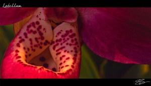 Orchidelirium: Labellum