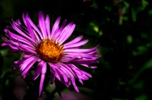 Summer of Love: Macro Aster