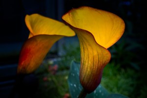 Flutes - Zantedeschia