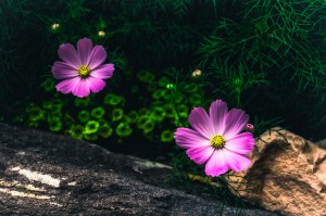 The Cosmos - University of Colorado