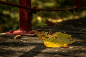 Transition - Autumn Leaf on Bridge