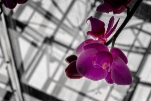 Upskirt - Moth Orchid