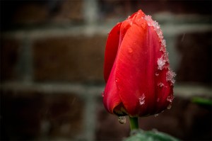 Springtime in Colorado - Tulip in April Snowstorm