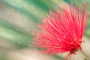 Fireworks: Bottlebrush