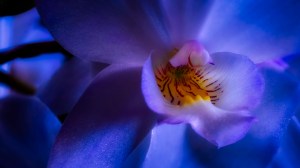 Mandalay - Abstract Moth Orchid