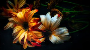Baroque: Abstract Daisies