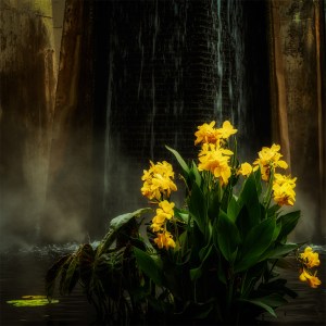 The Lilies of Mordor - water lilies by waterfall