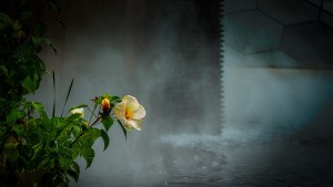 Straylight Falls - macro hyacinth