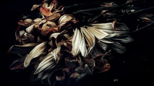 November - Dead daisies