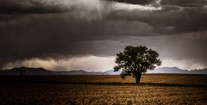 Tree in field - Thornton, CO
