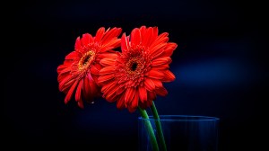 Duetto - Gerbera Daisies