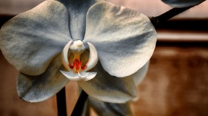 Orchidelirium: Grunge