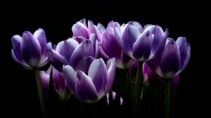 Lift Up Your Voices - Purple Tulips