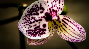 Orchidelirium: The Pensioner