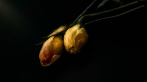 Still Life, Death - dead flowers, baroque