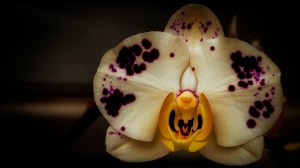 Orchidelirium: The-Show