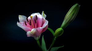 Today, Tomorrow: Lily