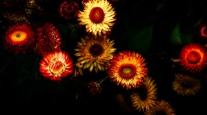 Glam - Everlasting Flowers