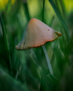 Conocybe apala
