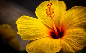 Hawaiian Hibiscus