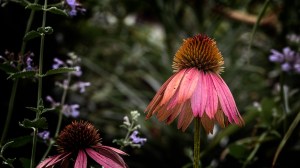 Purple Coneflower