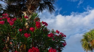 Oleander and Sky