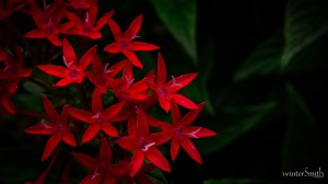 Pentas lanceolata