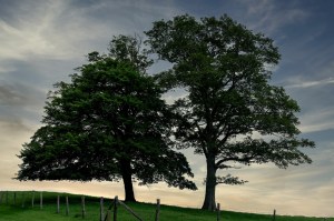 Two Trees: Blue Ridge Parkway