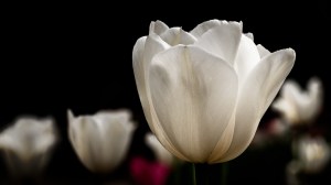 White tulip