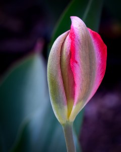 Tulip Bud