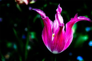 Cap & Bells - Lily-Flowered Tulip