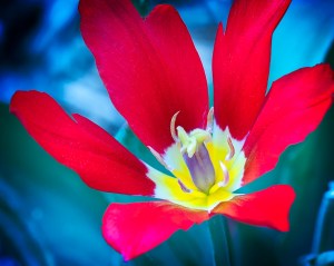 In Bloom - Tulipa Clusiana