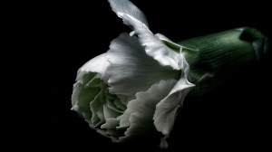 white carnation