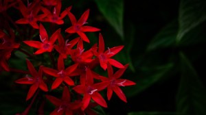 Pentas-lanceolata