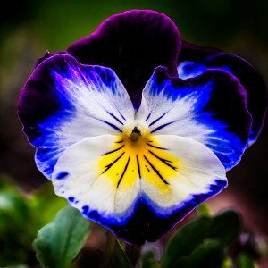 Pansy